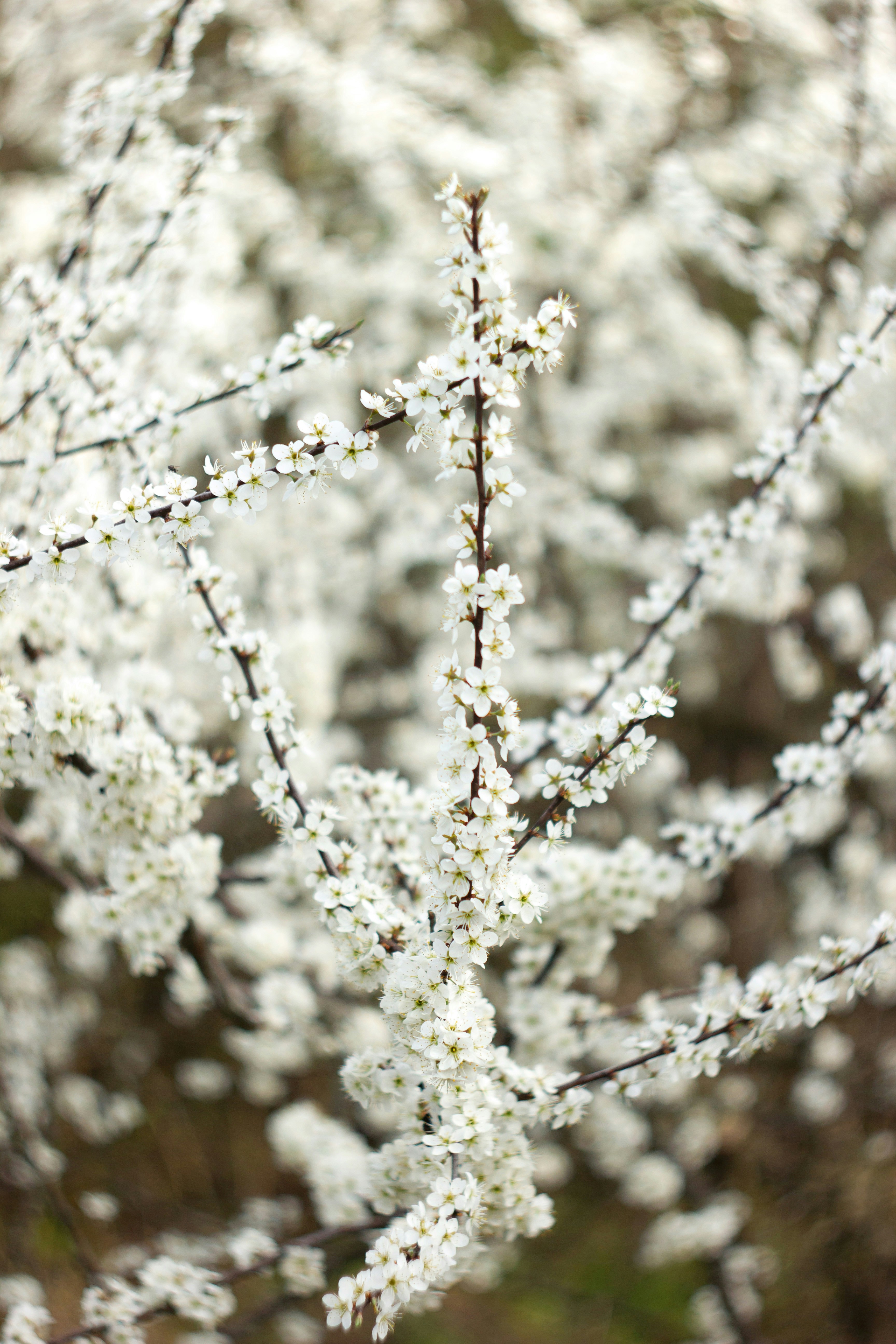 Spring in Moldova